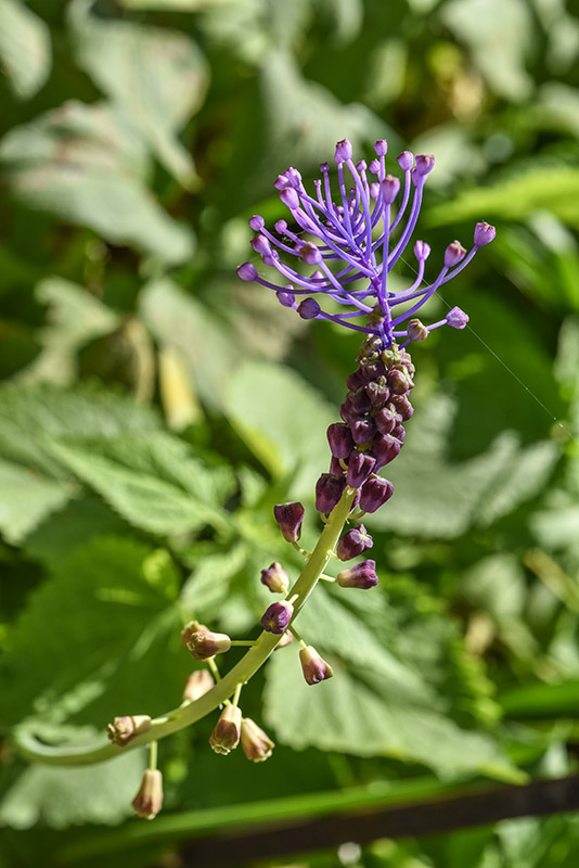 MUSCARI COMOSUM, L, CIPOLLACCIO, TASSEL HYACINT, ASPARAGACEAE, AREA MEDITERRANEA - 0280