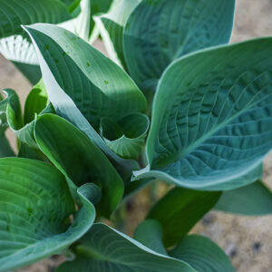 HOSTA NIGRESCENS, MAKINO, ASPARAGACEAE, GIAPPONE - 0286