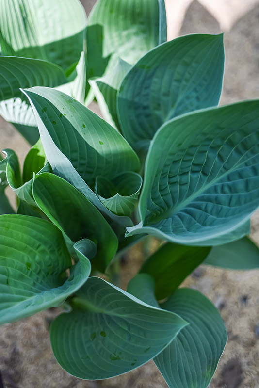 HOSTA NIGRESCENS, MAKINO, ASPARAGACEAE, GIAPPONE - 0286