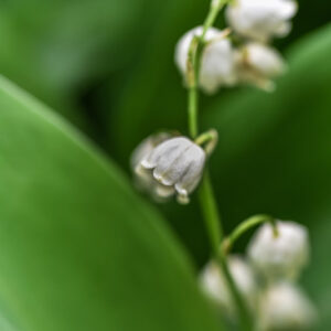 CONVALLARIA MAJALIS, MUGHETTO, LILLY OF THE VALLEY, ASPARAGACEAE, EUROPA, ASIA - 0387