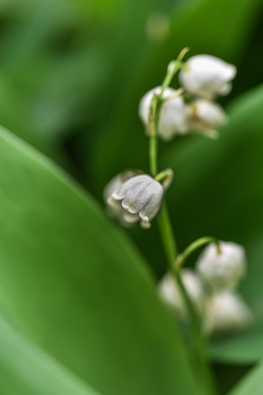 CONVALLARIA MAJALIS, MUGHETTO, LILLY OF THE VALLEY, ASPARAGACEAE, EUROPA, ASIA - 0387