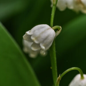 CONVALLARIA MAJALIS, MUGHETTO, LILLY OF THE VALLEY, ASPARAGACEAE, EUROPA, ASIA - 0388