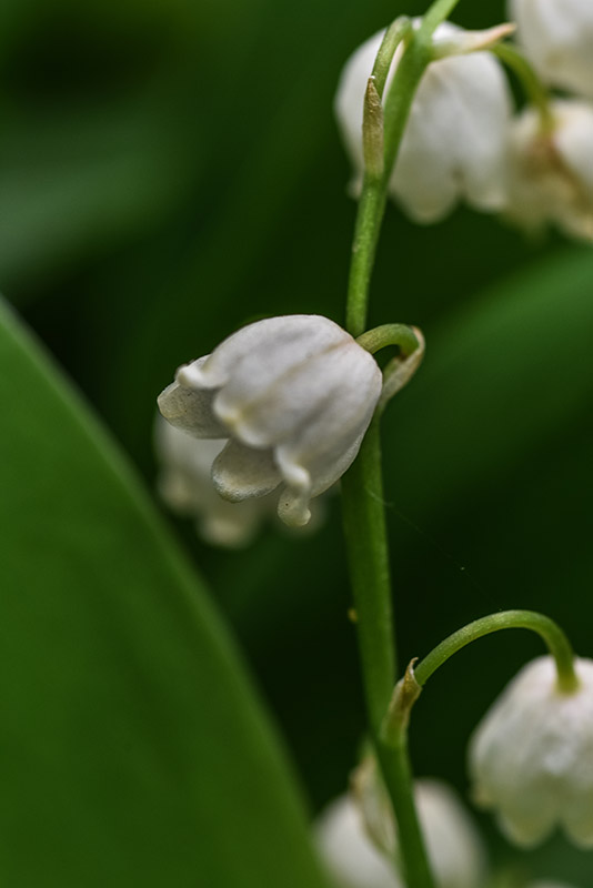 CONVALLARIA MAJALIS, MUGHETTO, LILLY OF THE VALLEY, ASPARAGACEAE, EUROPA, ASIA - 0388