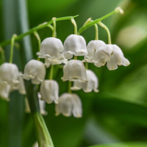 CONVALLARIA MAJALIS, MUGHETTO, LILLY OF THE VALLEY, ASPARAGACEAE, EUROPA, ASIA - 0389
