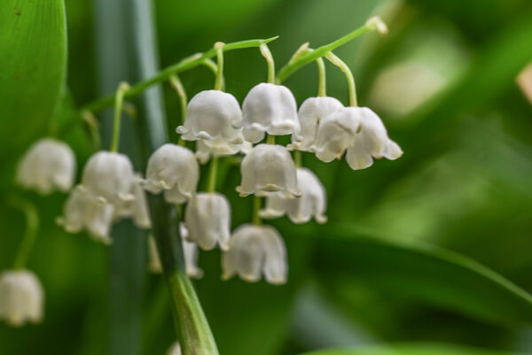 CONVALLARIA MAJALIS, MUGHETTO, LILLY OF THE VALLEY, ASPARAGACEAE, EUROPA, ASIA - 0389