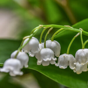 CONVALLARIA MAJALIS, MUGHETTO, LILLY OF THE VALLEY, ASPARAGACEAE, EUROPA, ASIA - 0390