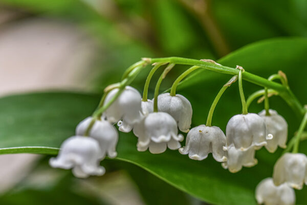 CONVALLARIA MAJALIS, MUGHETTO, LILLY OF THE VALLEY, ASPARAGACEAE, EUROPA, ASIA - 0390