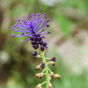 MUSCARI COMOSUM, L, CIPOLLACCIO, TASSEL HYACINTH, ASPARAGACEAE, AREA MEDITERRANEA - 0400