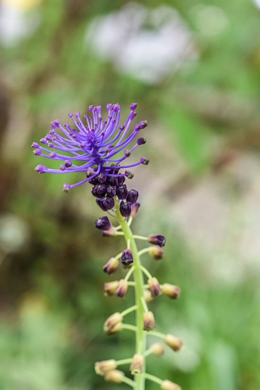 MUSCARI COMOSUM, L, CIPOLLACCIO, TASSEL HYACINTH, ASPARAGACEAE, AREA MEDITERRANEA - 0400