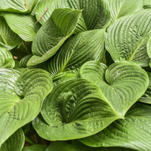HOSTA RUPIFRAGA, ASPARAGACEAE, GIAPPONE - 0417