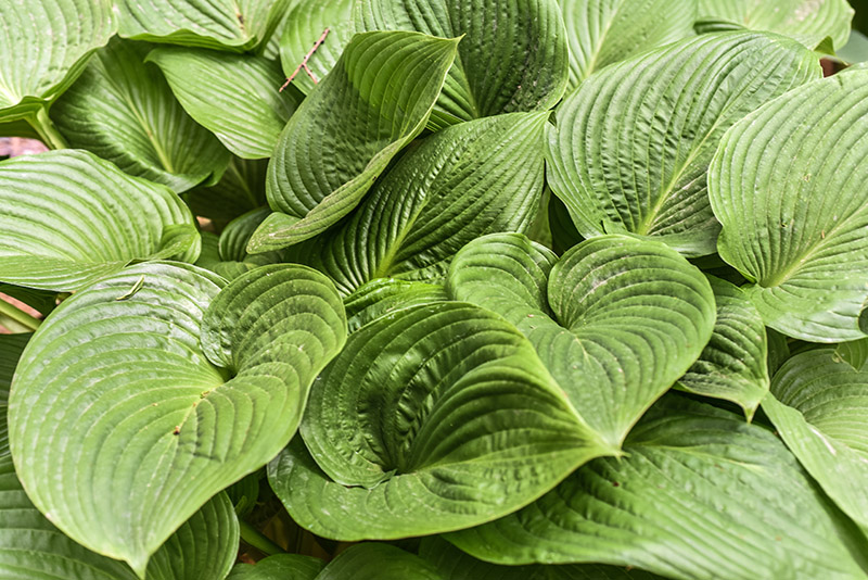 HOSTA RUPIFRAGA, ASPARAGACEAE, GIAPPONE - 0417 - immagine 1