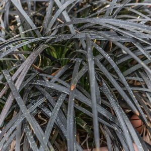 OPHIOPOGON PLANISCAPUS, NIGRESCENS, ASPARAGACEAE - 0570