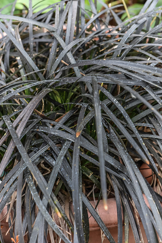 OPHIOPOGON PLANISCAPUS, NIGRESCENS, ASPARAGACEAE - 0570