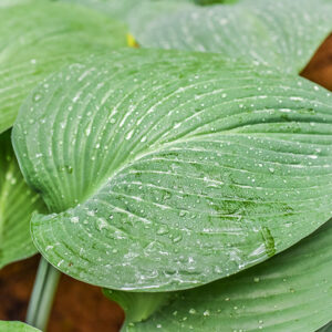 HOSTA NIGRESCENS, ASPARAGACEAE, GIAPPONE - 0896