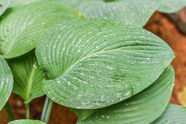 HOSTA NIGRESCENS, ASPARAGACEAE, GIAPPONE - 0896
