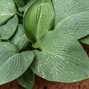 HOSTA NIGRESCENS, ASPARAGACEAE, GIAPPONE - 0897