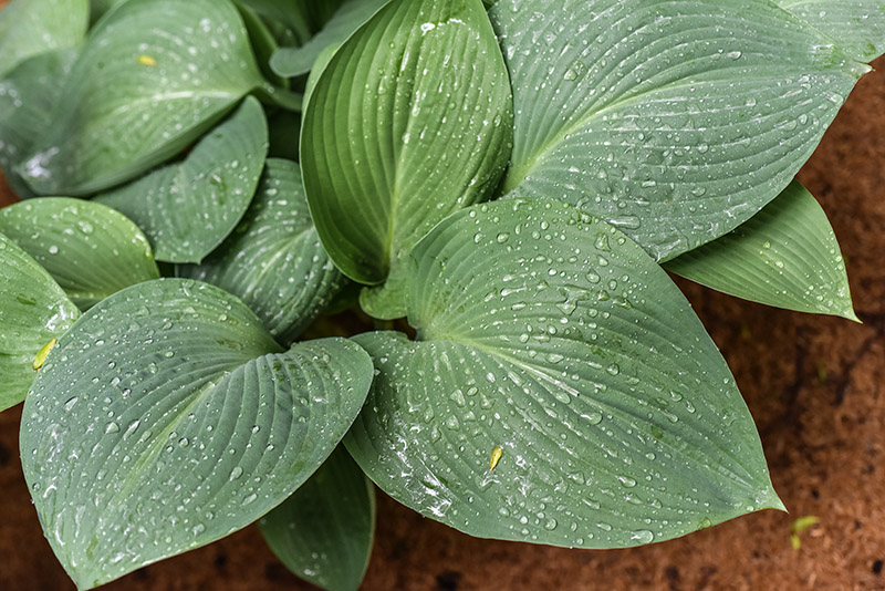 HOSTA NIGRESCENS, ASPARAGACEAE, GIAPPONE - 0897 - immagine 1