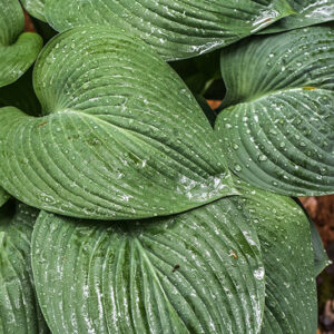 HOSTA NIGRESCENS, ASPARAGACEAE, GIAPPONE - 0940