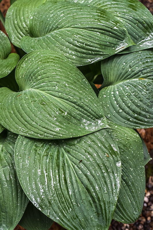 HOSTA NIGRESCENS, ASPARAGACEAE, GIAPPONE - 0940