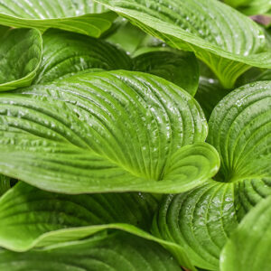 HOSTA RUPIFRAGA, ASPARAGACEAE, GIAPPONE - 0936
