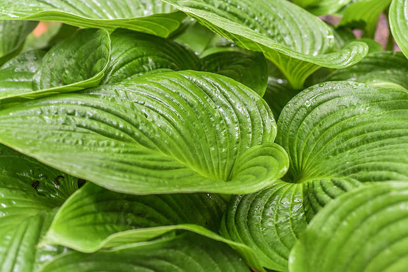 HOSTA RUPIFRAGA, ASPARAGACEAE, GIAPPONE - 0936 - immagine 1