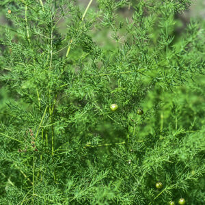 ASPARAGUS OFFICINALIS, L, ASPARAGO COMUNE, ASPARAGACEAE - 2773