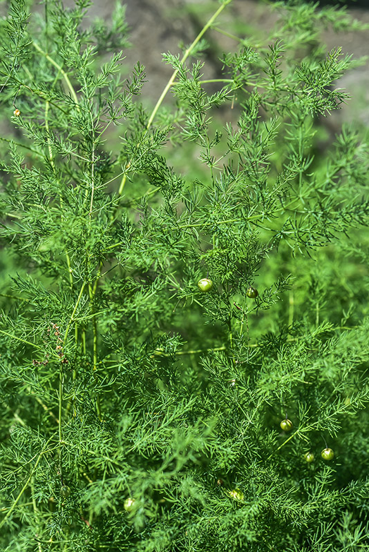 ASPARAGUS OFFICINALIS, L, ASPARAGO COMUNE, ASPARAGACEAE - 2773