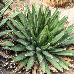 AGAVE VICTORIAE - REGINAE, AGAVE DELLA REGINA VITTORIA, MESSICO NORD OCCIDENTALE, ASPARAGACEAE - 2843