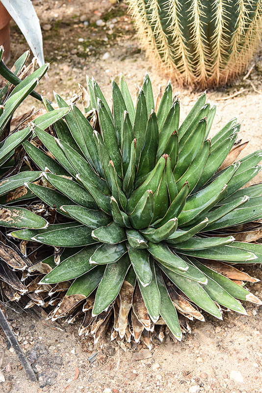 AGAVE VICTORIAE - REGINAE, AGAVE DELLA REGINA VITTORIA, MESSICO NORD OCCIDENTALE, ASPARAGACEAE - 2843