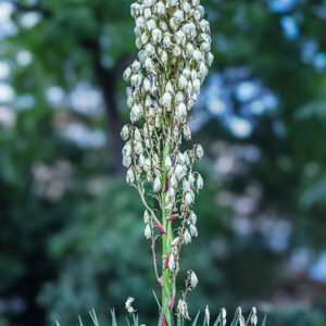 YUCCA GLORIOSA, L, JUCCA SPANISH DAGGER, USA SUD ORIENTALI, ASPARAGACEAE - 3175