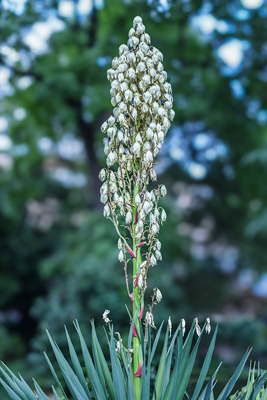 YUCCA GLORIOSA, L, JUCCA SPANISH DAGGER, USA SUD ORIENTALI, ASPARAGACEAE - 3175