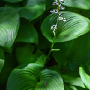 HOSTA SIEBOLDIANA, SUB MONTANA, GIAPPONE, ASPARAGACEAE - 3482