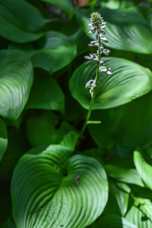 HOSTA SIEBOLDIANA, SUB MONTANA, GIAPPONE, ASPARAGACEAE - 3482