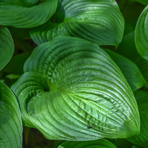 HOSTA SIEBOLDIANA, SUB MONTANA, GIAPPONE, ASPARAGACEAE - 3483