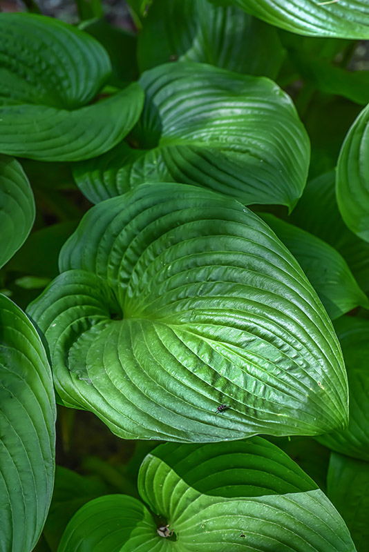 HOSTA SIEBOLDIANA, SUB MONTANA, GIAPPONE, ASPARAGACEAE - 3483