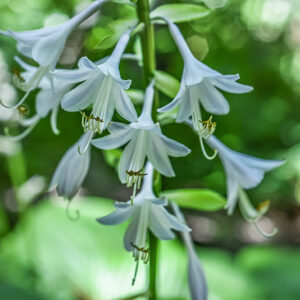 HOSTA SIEBOLDIANA, SUB MONTANA, GIAPPONE, ASPARAGACEAE - 3484
