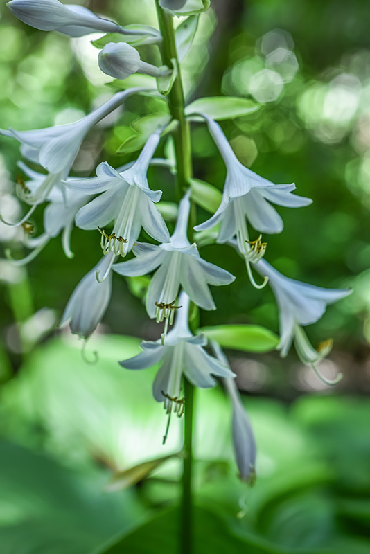 HOSTA SIEBOLDIANA, SUB MONTANA, GIAPPONE, ASPARAGACEAE - 3484