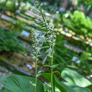 HOSTA SIEBOLDIANA, SUB MONTANA, GIAPPONE, ASPARAGACEAE - 3481