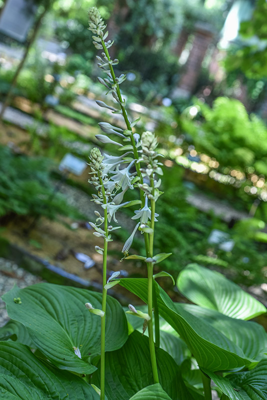 HOSTA SIEBOLDIANA, SUB MONTANA, GIAPPONE, ASPARAGACEAE - 3481