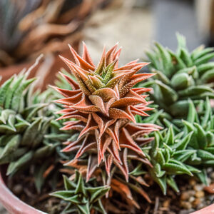 HAWORTHIA REINWARDTII, ASPHODELACEAE - 2868