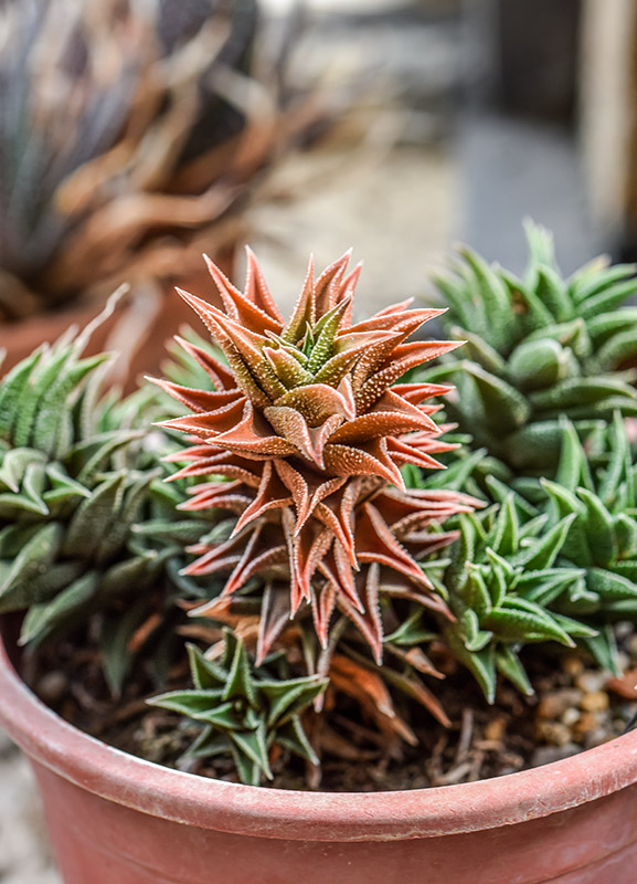 HAWORTHIA REINWARDTII, ASPHODELACEAE - 2868