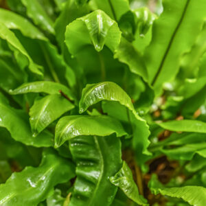 ASPLENIUM SCOLOPENDRIUM, L, SCOLOPENDRIA COMUNE, HART'S-TONGUE FERN, ASPLENIACEAE, EMISFERO BOREALE TEMPERATO - 0963