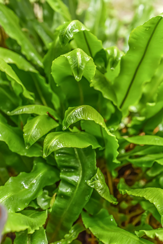 ASPLENIUM SCOLOPENDRIUM, L, SCOLOPENDRIA COMUNE, HART'S-TONGUE FERN, ASPLENIACEAE, EMISFERO BOREALE TEMPERATO - 0963