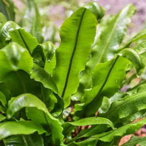 ASPLENIUM SCOLOPENDRIUM, L, SCOLOPENDRIA COMUNE, HART'S-TONGUE FERN, ASPLENIACEAE, EMISFERO BOREALE TEMPERATO - 0964