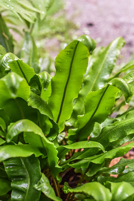 ASPLENIUM SCOLOPENDRIUM, L, SCOLOPENDRIA COMUNE, HART'S-TONGUE FERN, ASPLENIACEAE, EMISFERO BOREALE TEMPERATO - 0964