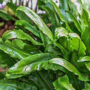 ASPLENIUM SCOLOPENDRIUM, L, SCOLOPENDRIA COMUNE, HART'S-TONGUE FERN, ASPLENIACEAE, EMISFERO BOREALE TEMPERATO - 0966