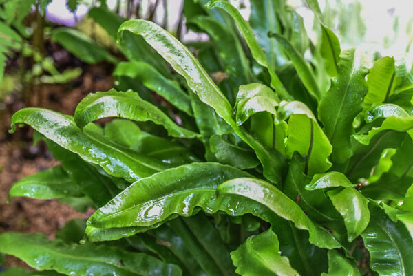 ASPLENIUM SCOLOPENDRIUM, L, SCOLOPENDRIA COMUNE, HART'S-TONGUE FERN, ASPLENIACEAE, EMISFERO BOREALE TEMPERATO - 0966