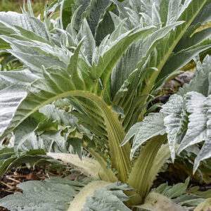 CYNARA CARDUNCULUS, L, CARDO, CENTO FOGLIE, ASTERACEAE - 0080
