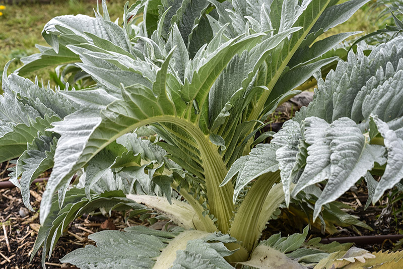 CYNARA CARDUNCULUS, L, CARDO, CENTO FOGLIE, ASTERACEAE - 0080 - immagine 1