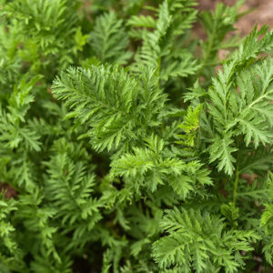 TANACETUM VULGARE, L, TANACETO, TANSY BITTER BOTTON, EUROASIATICO, ASTERACEAE - 0106